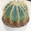 ferocactus_echidne